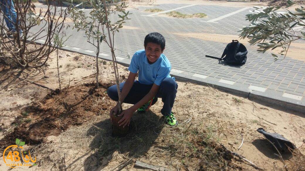 shajar tasojj (6).JPG